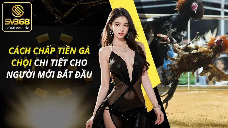 Cách Chấp Tiền Gà Chọi