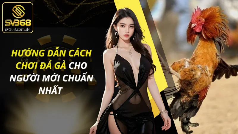 Cách Chơi Đá Gà Cho Người Mới