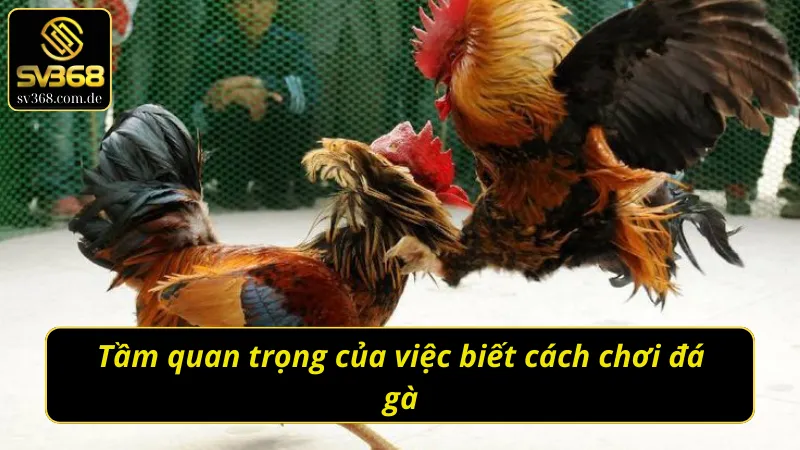 Lý do cần phải học cách chơi đá gà cho người mới 