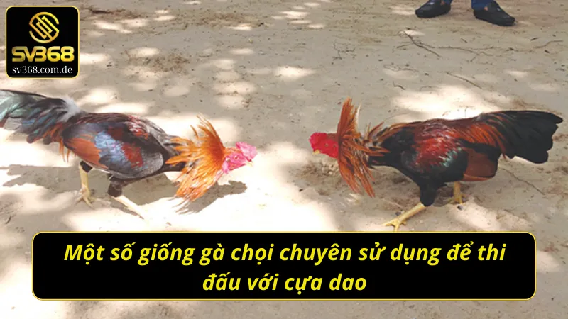 Top những giống gà chuyên sử dụng cho đá gà cựa dao SV368