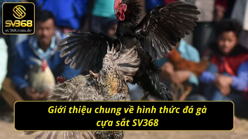 Giới thiệu về hình thức đá gà cựa sắt SV368