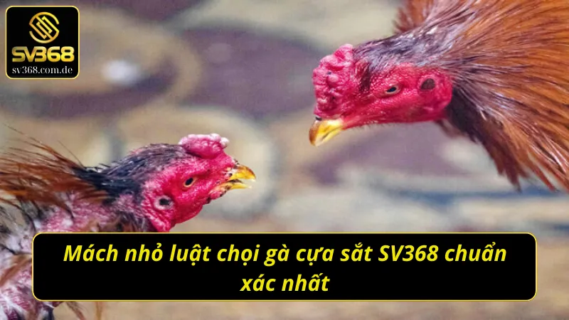 Mách nhỏ luật đá gà cựa sắt SV368 chuẩn xác nhất