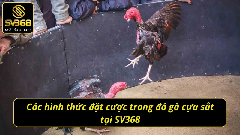 Các hình thức đặt cược trong đá gà cựa sắt SV368