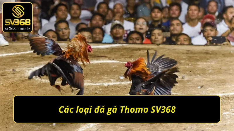 Các loại đá gà Thomo SV368 