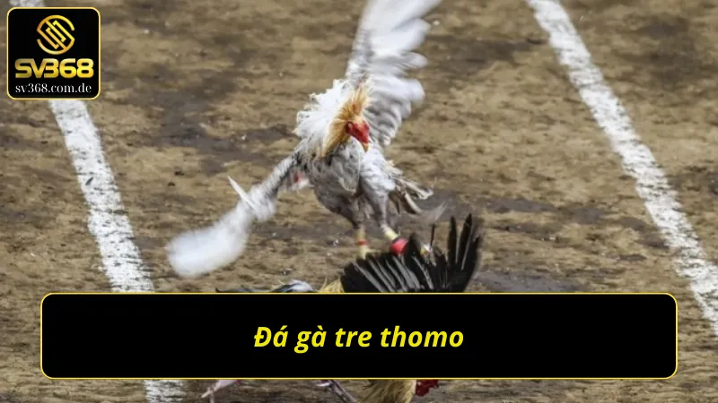 Đá gà thomo SV368 gà tre 