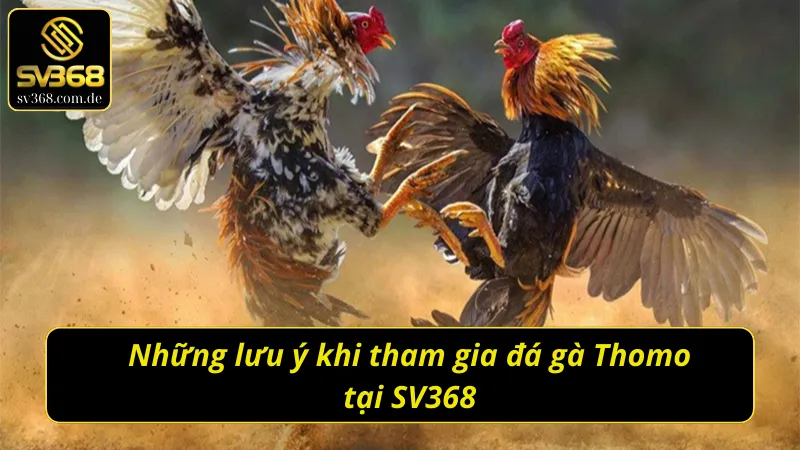 Những lưu ý khi tham gia đá gà Thomo SV368 