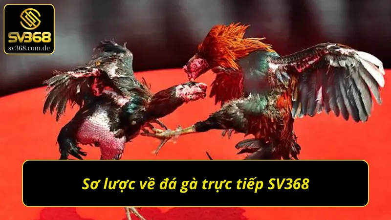 Những điều thú vị về đá gà trực tiếp Sv368