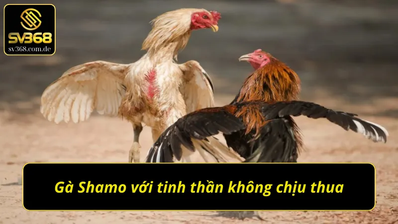 Gà Shamo trong đá gà trực tiếp SV368