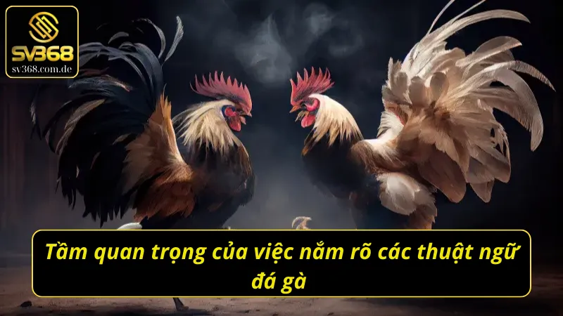 Vai trò của việc nắm rõ các thuật ngữ đá gà 